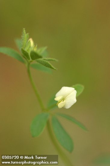 Acmispon parviflorus