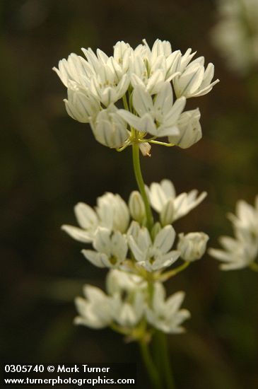 Triteleia hyacinthina