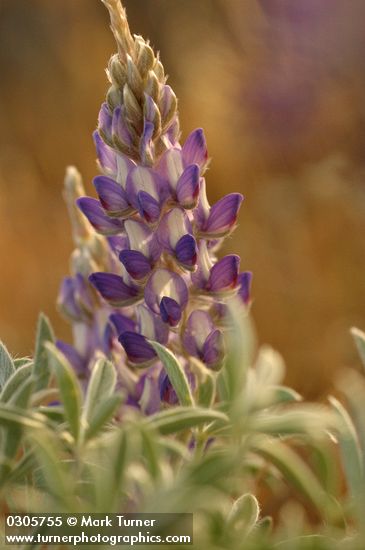 Desert Lupine blossoms & foliage detail in early morning light