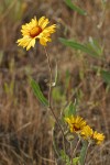 Blanket Flower