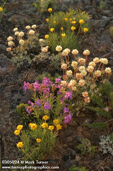 Penstemon gairdneri