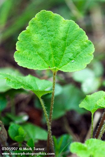 Ozomelis trifida