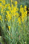 Sisymbrium linifolium