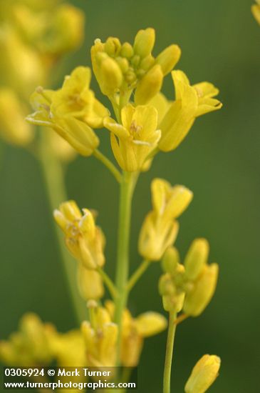 Sisymbrium linifolium