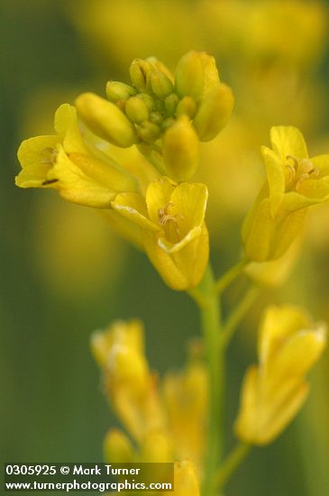 Sisymbrium linifolium
