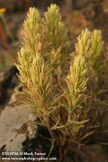 Thompson's Paintbrush