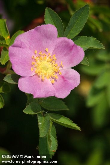 Rosa woodsii