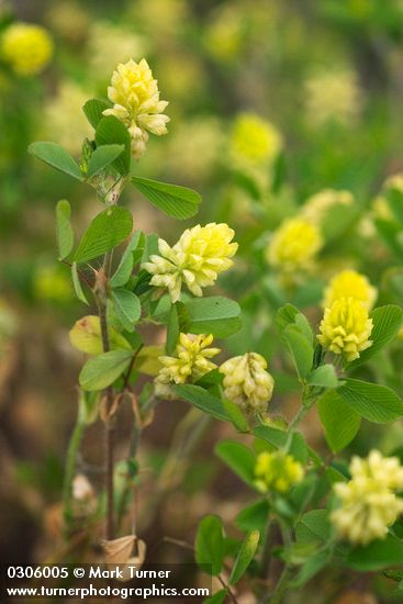 Trifolium campestre
