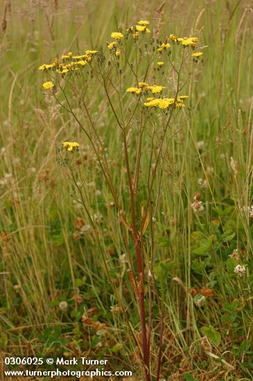 Smooth Hawksbeard