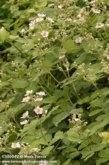 Himalayan Blackberries