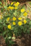 Hieracium scouleri