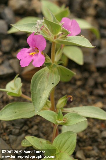 Cusick's Monkeyflower