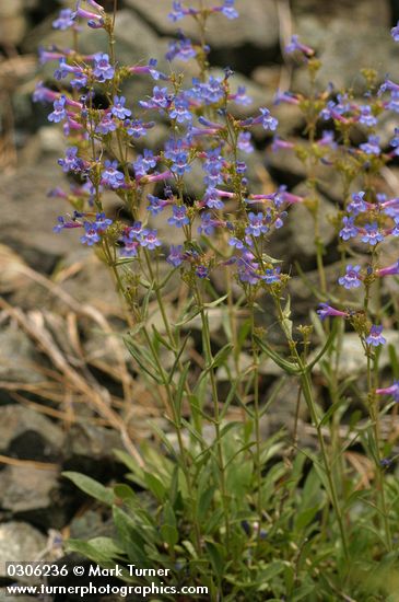 Penstemon attenuatus