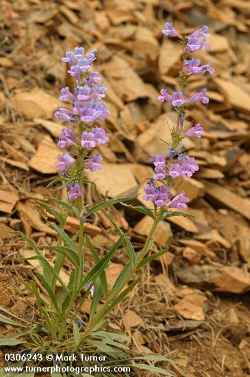 Showy Penstemon