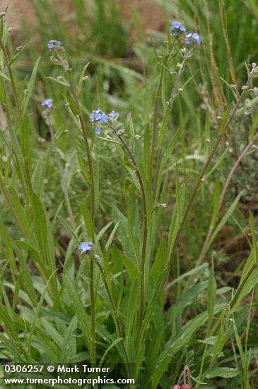 Blue Stickseed