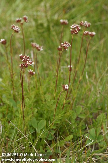 Potentilla douglasii