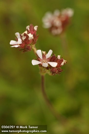 Potentilla douglasii