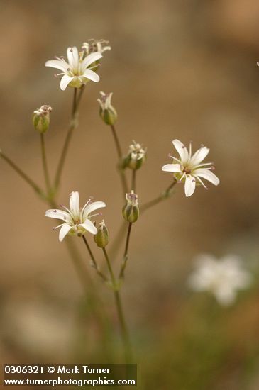Eremogone capillaris