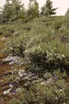 Malheur National Forest, Oregon