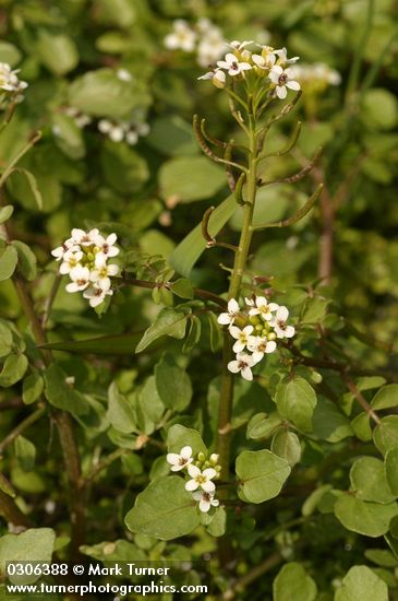 Nasturtium officinale