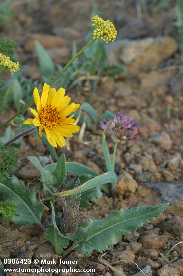 Balsamorhiza serrata