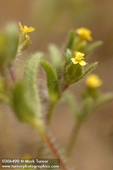 Hemizonella minima