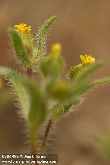 Hemizonella minima