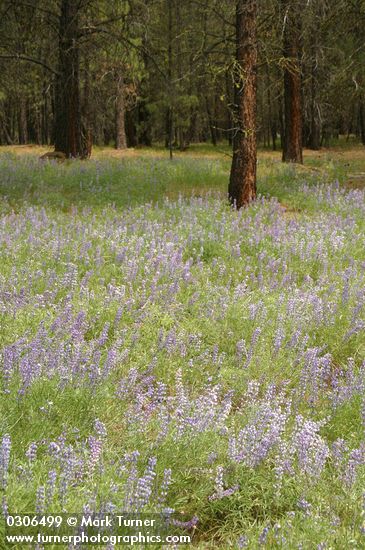 Lupinus caudatus