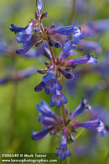 Penstemon rydbergii