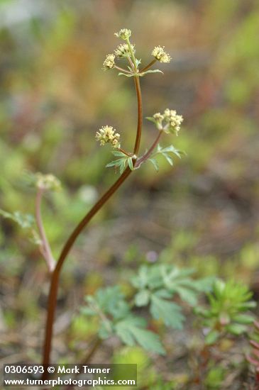 Sanicula graveolens
