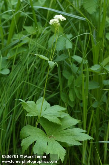 False Bugbane