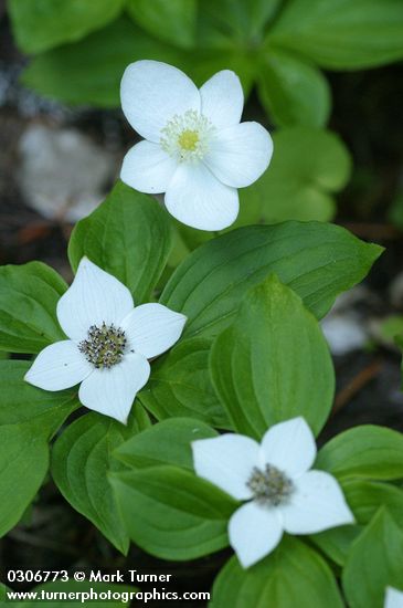 Anemone deltoidea