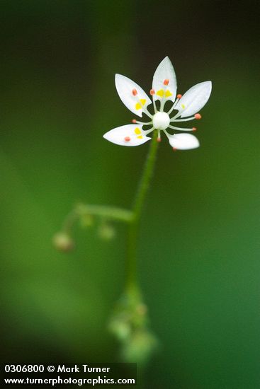 Micranthes ferruginea