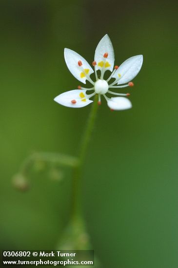 Micranthes ferruginea