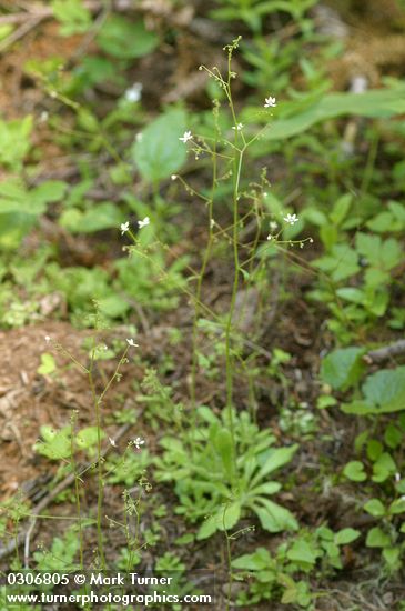Micranthes ferruginea