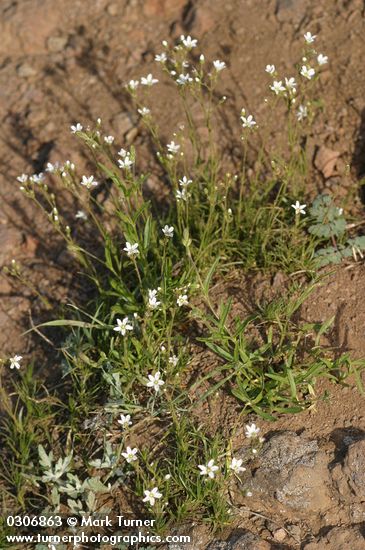 Eremogone capillaris