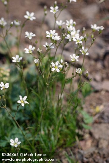 Eremogone capillaris