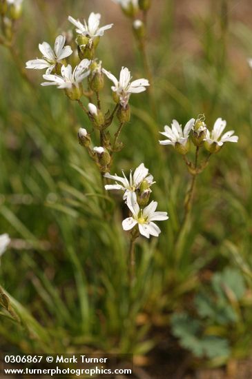 Eremogone capillaris