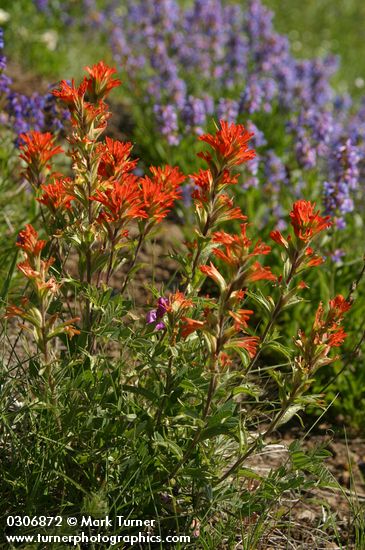 Castilleja hispida