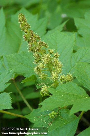Devil's Club blossoms & foliage