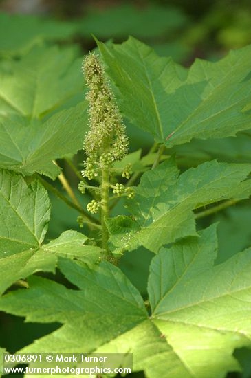Devil's Club blossoms & foliage