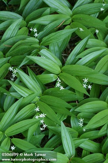 Maianthemum stellatum