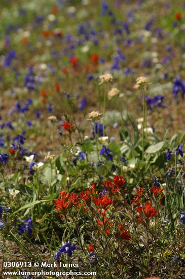 Castilleja hispida