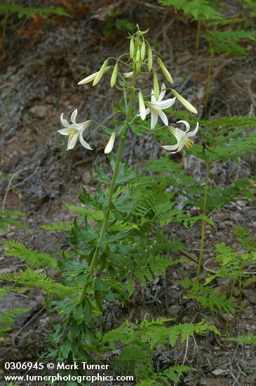 Washington Lily
