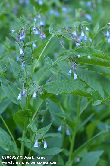 Tall Bluebells