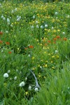 Wet meadow community