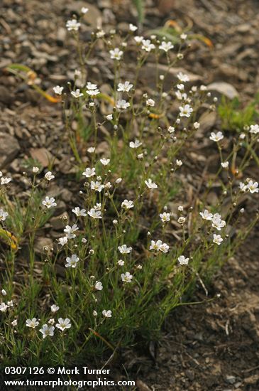 Thread-leaved Sandwort