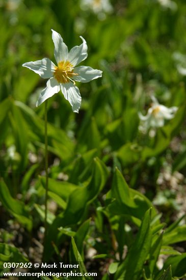 Erythronium montanum