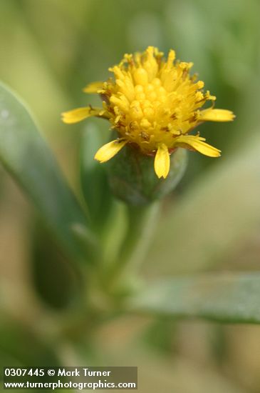 Fleshy Jaumea blossom detail