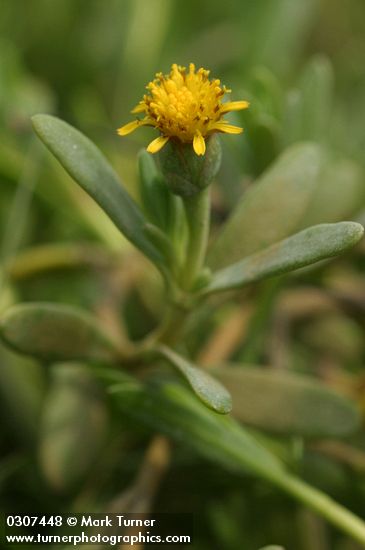 Fleshy Jaumea